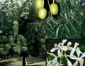 Neem
